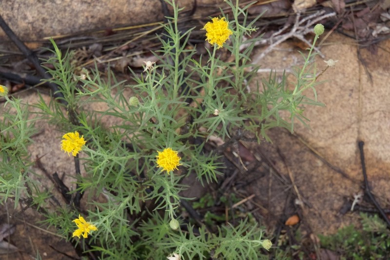 Pegolettia tenuifolia photo 3