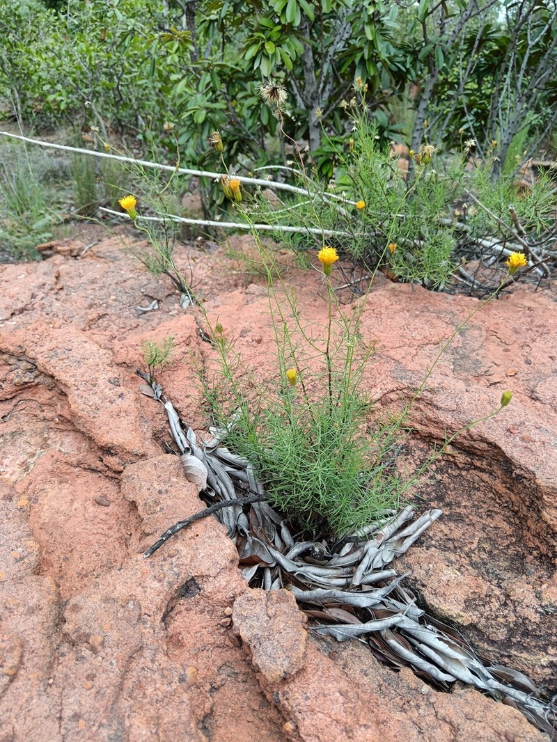 Pegolettia tenuifolia photo 4