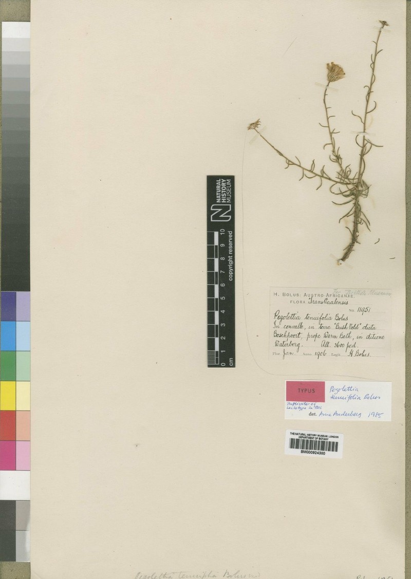 Pegolettia tenuifolia photo 6