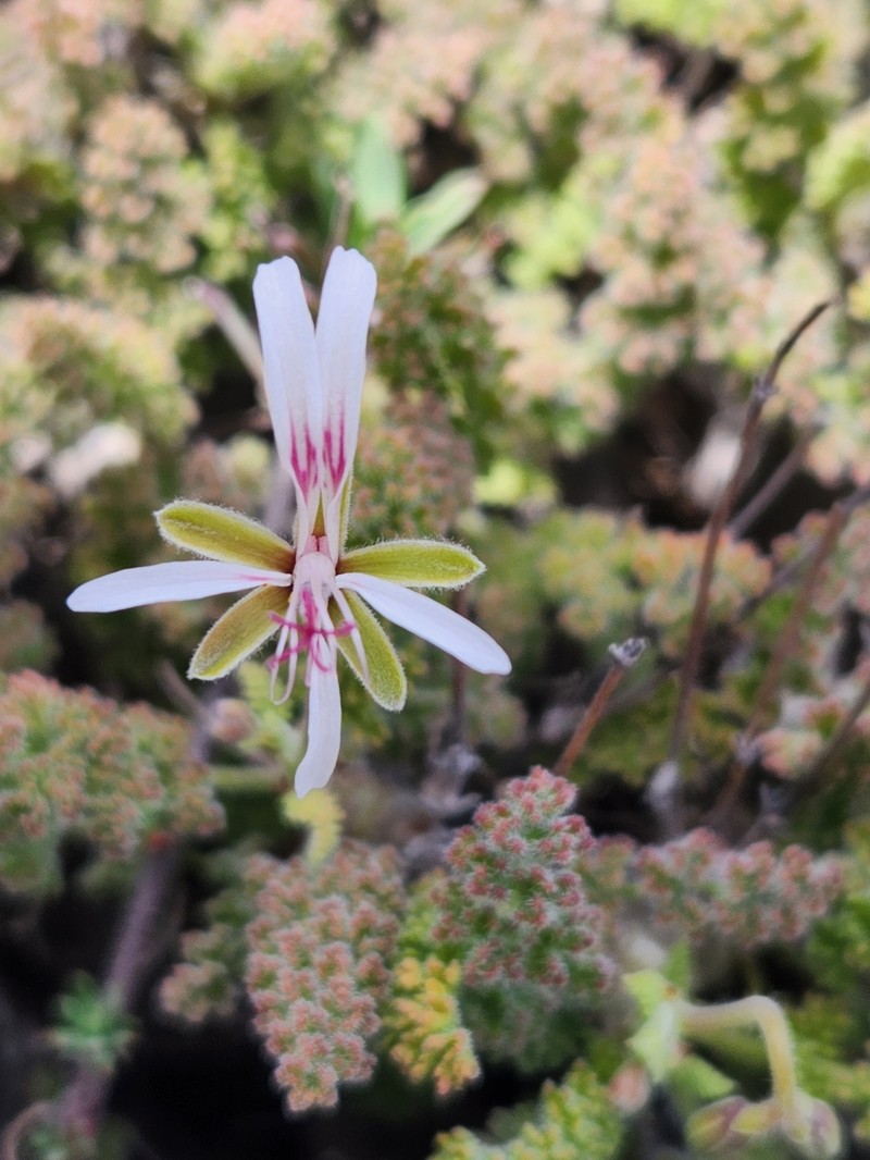 Pelargonium alternans subsp. alternans photo 3