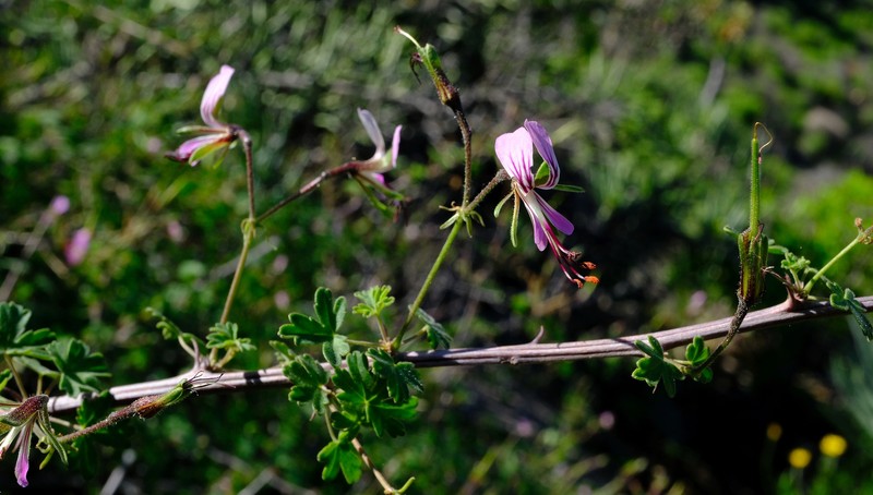 Pelargonium antidysentericum subsp. antidysentericum