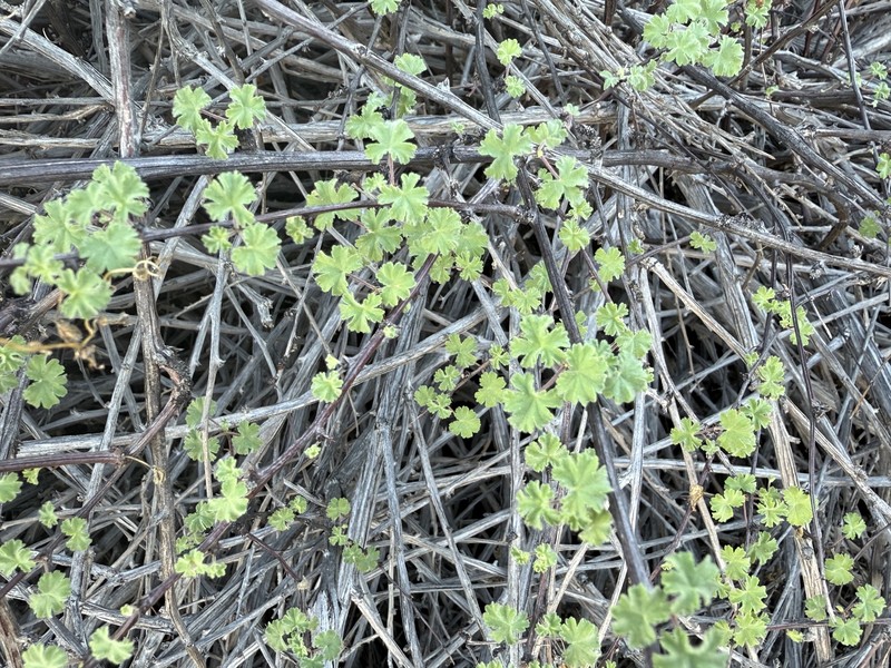 Pelargonium antidysentericum subsp. antidysentericum photo 2