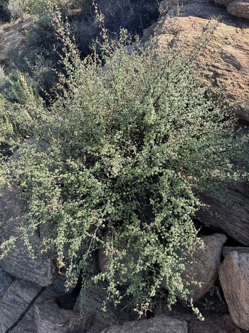 Pelargonium antidysentericum subsp. antidysentericum photo 3