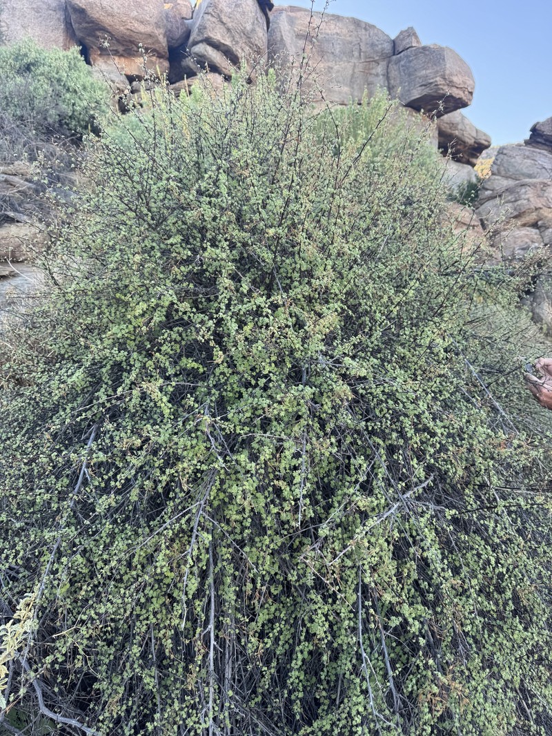 Pelargonium antidysentericum subsp. antidysentericum photo 4
