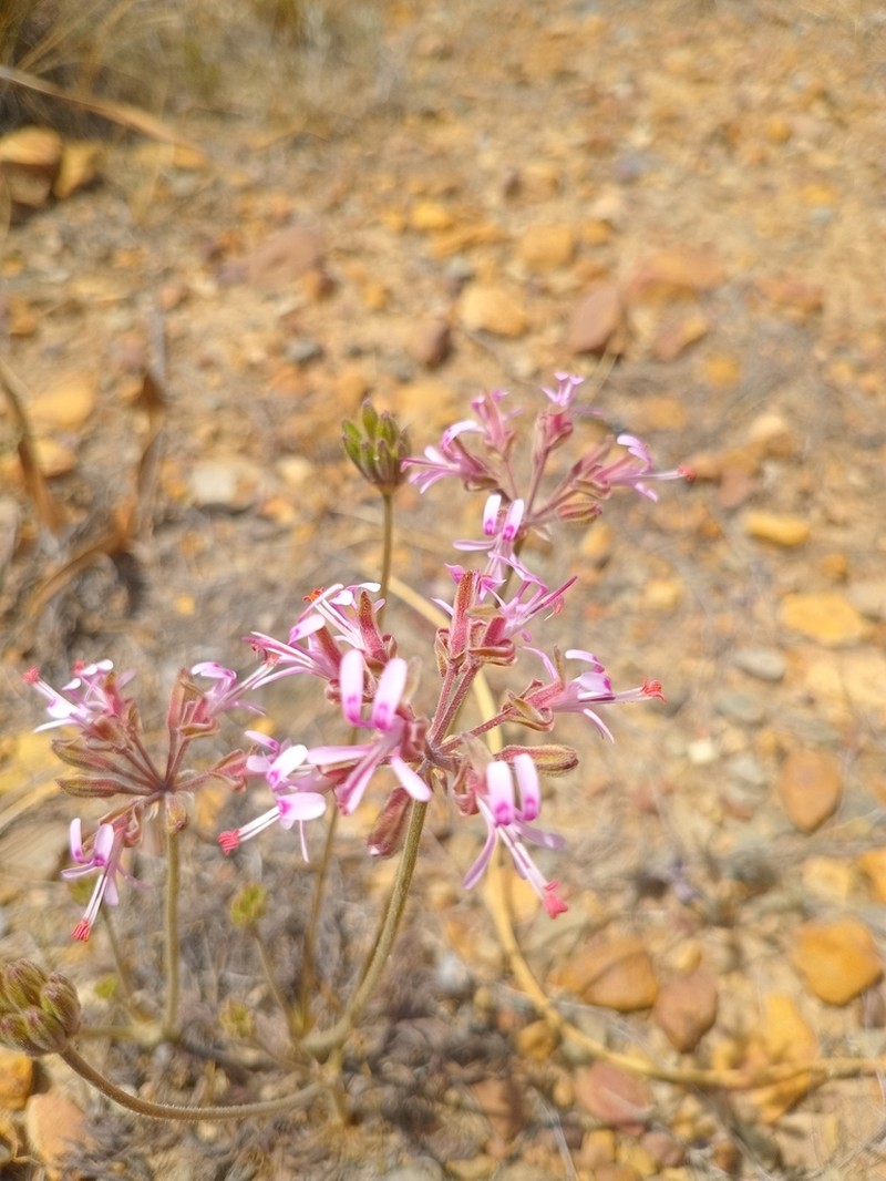 Pelargonium auriculipetalum