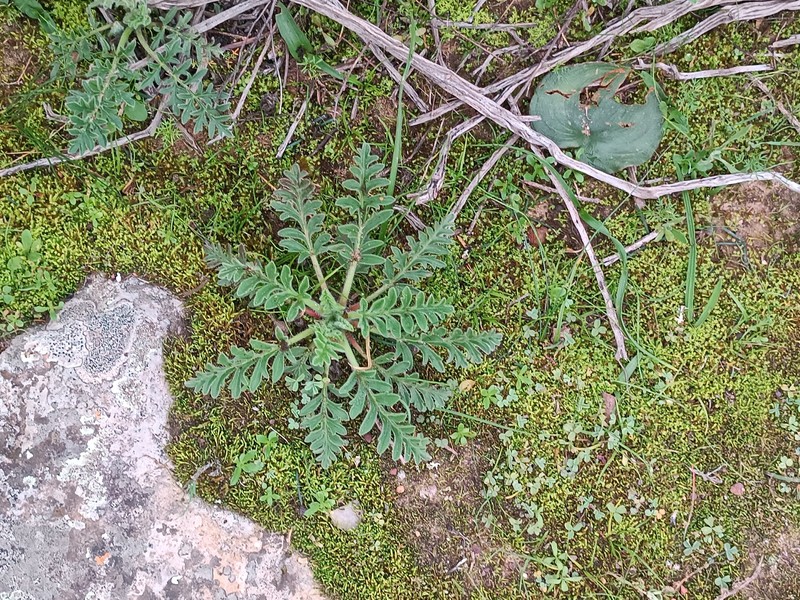 Pelargonium auritum var. auritum