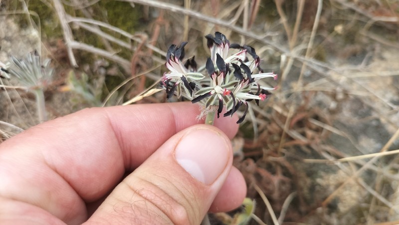 Pelargonium auritum var. auritum photo 2