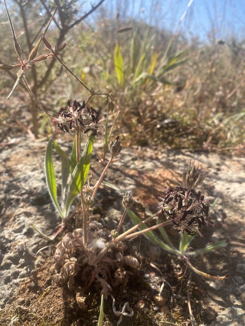 Pelargonium auritum var. auritum photo 3