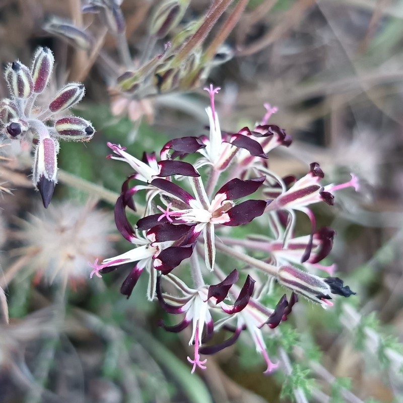 Pelargonium auritum var. auritum photo 4