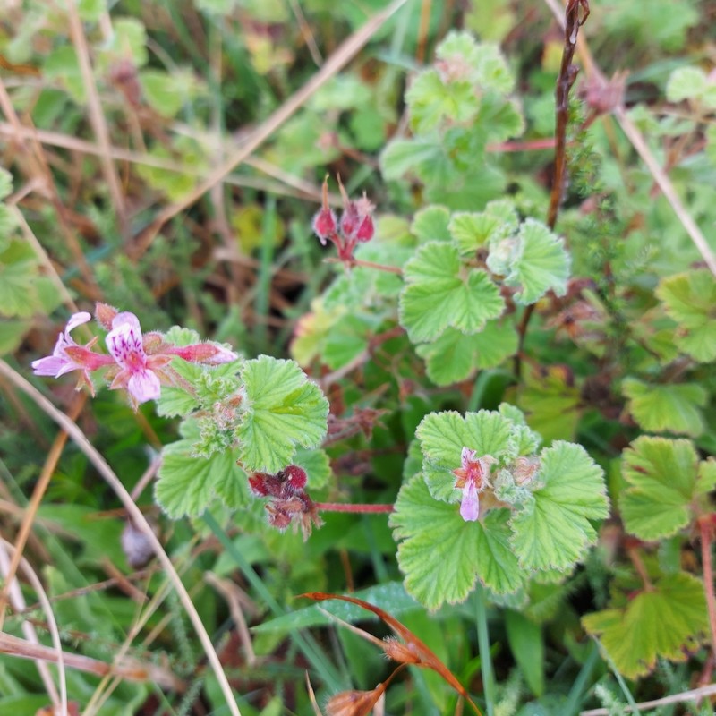 Pelargonium brevirostre photo 2
