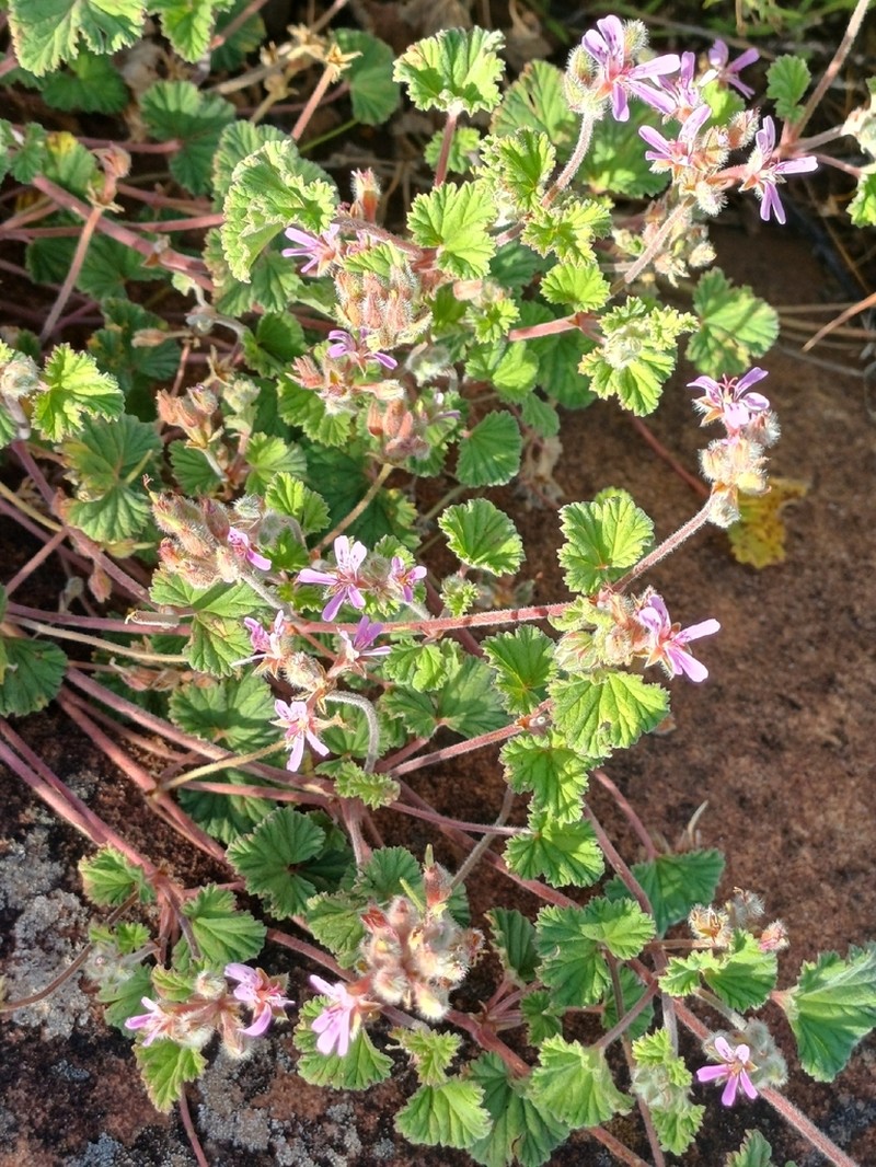 Pelargonium brevirostre photo 4