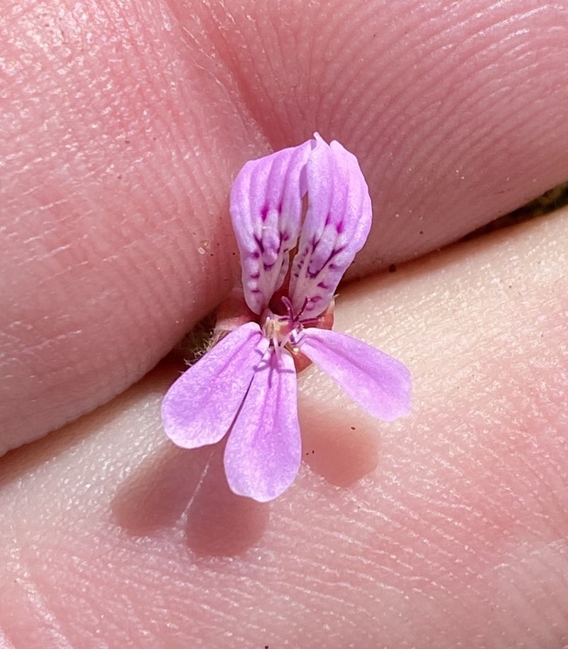 Pelargonium brevirostre photo 5