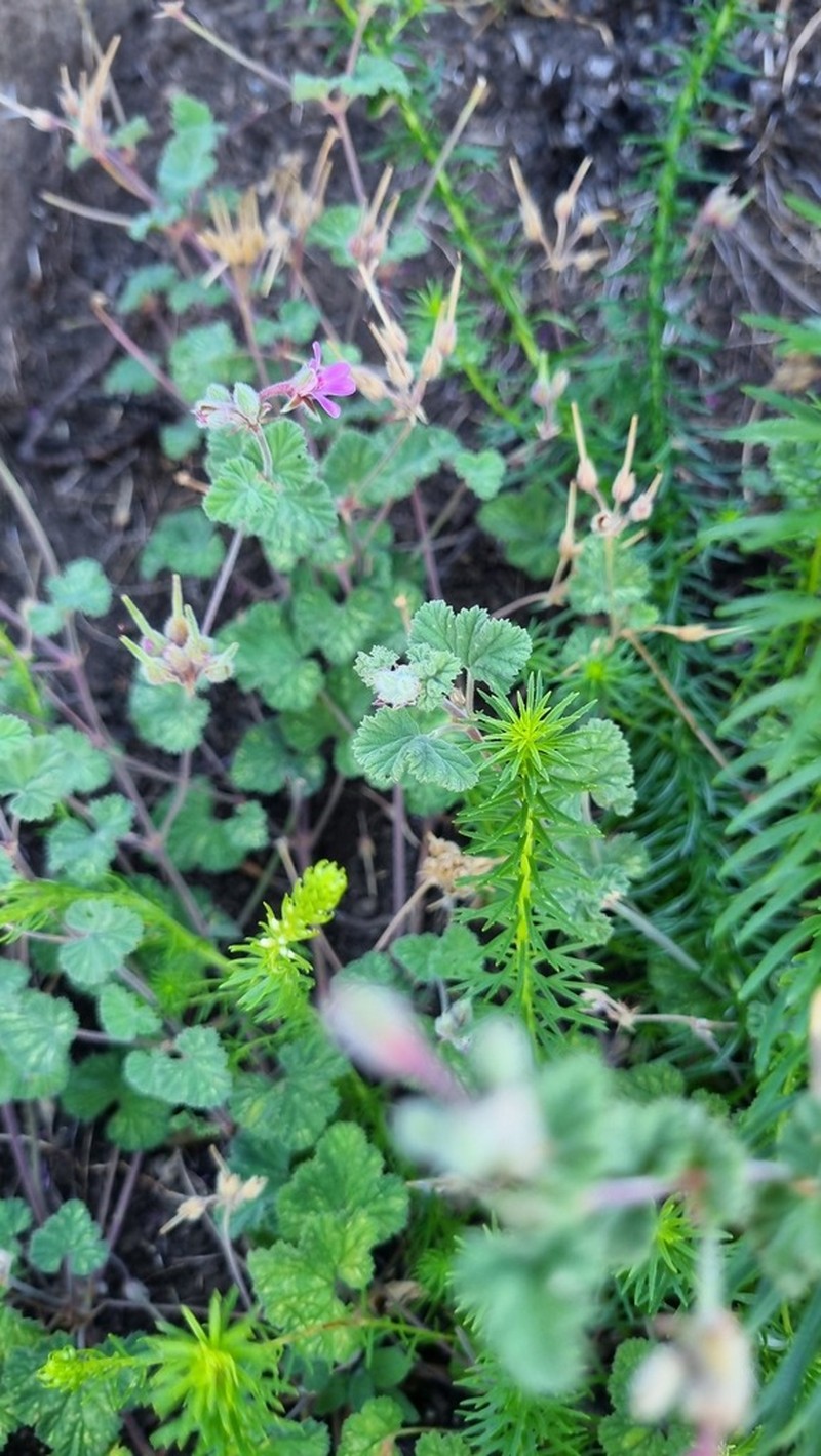 Pelargonium brevirostre photo 6