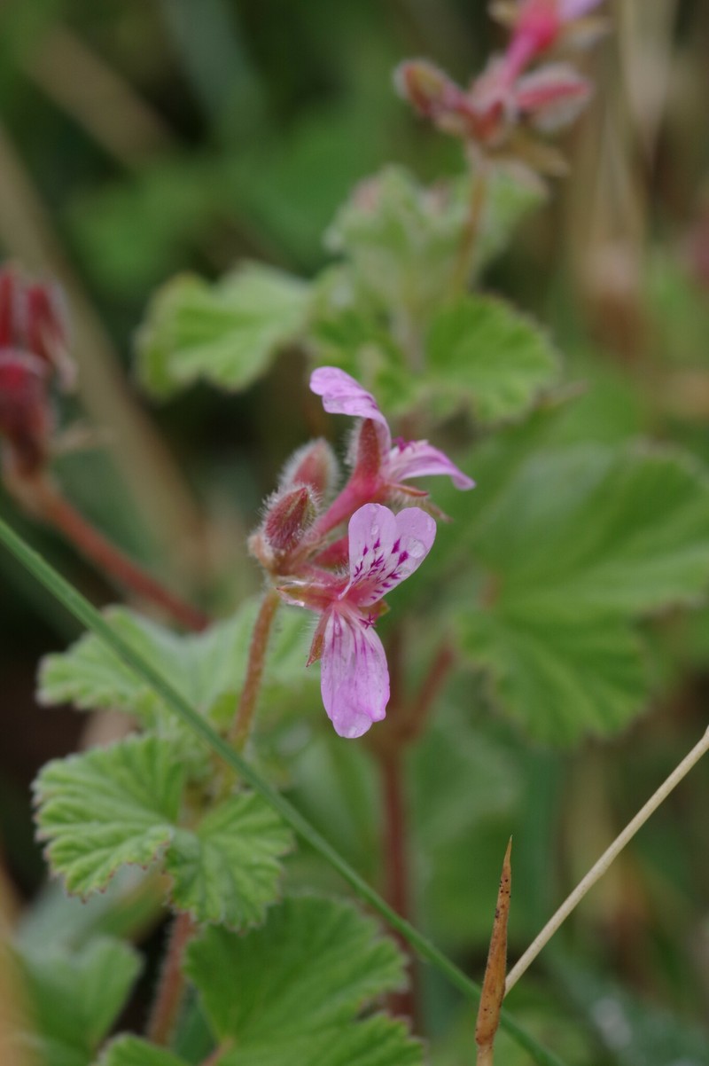 Pelargonium brevirostre photo 7