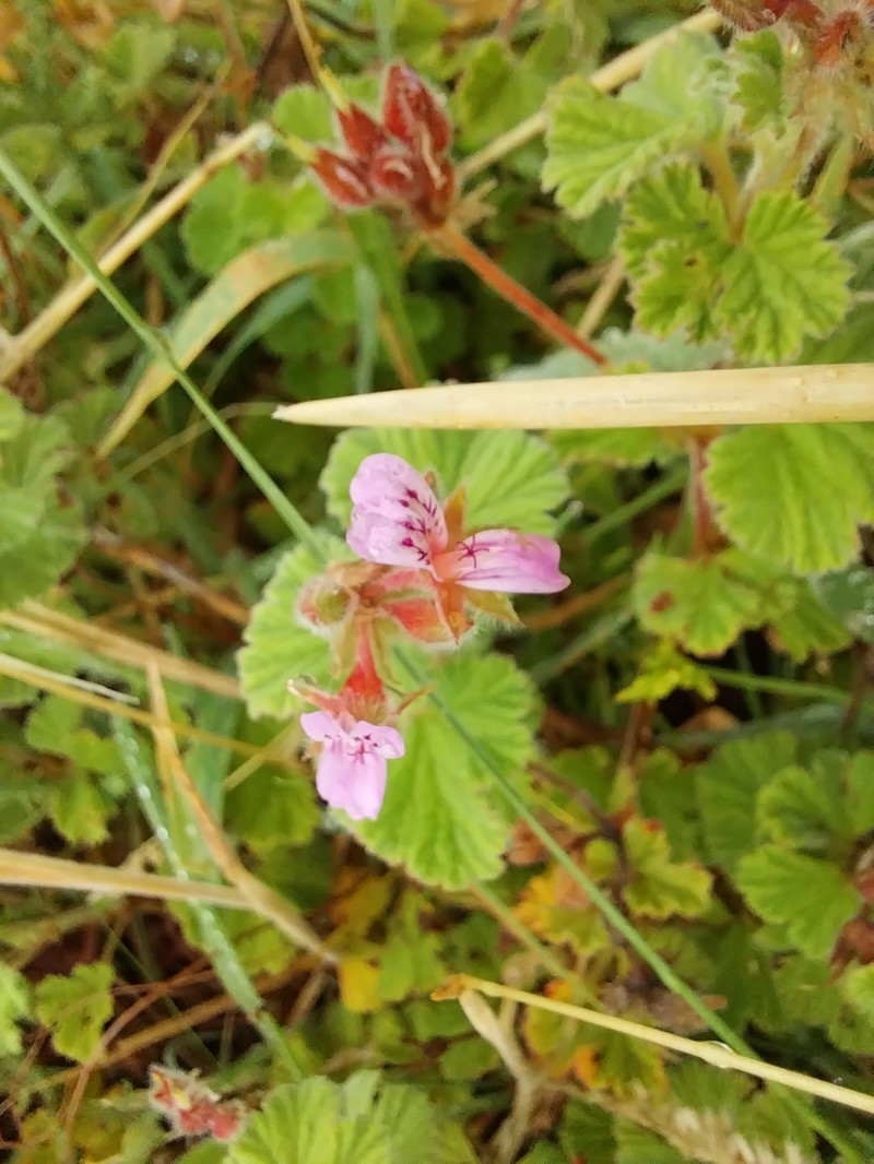 Pelargonium brevirostre photo 8