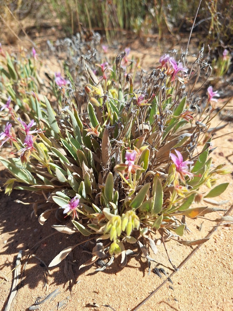Pelargonium caespitosum subsp. caespitosum