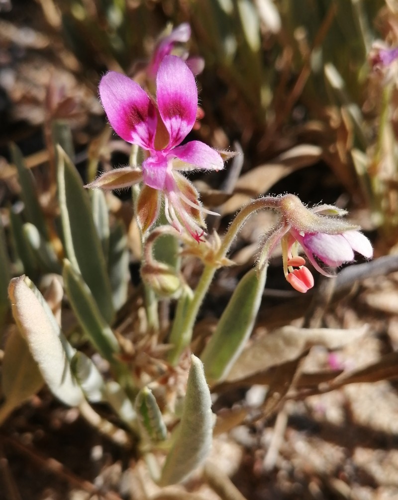 Pelargonium caespitosum subsp. caespitosum photo 2
