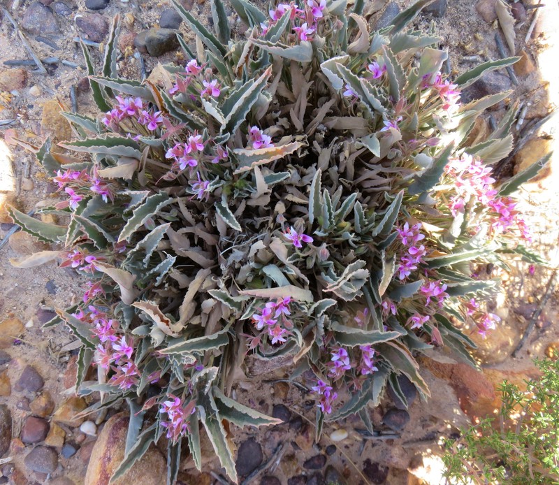 Pelargonium caespitosum subsp. caespitosum photo 3