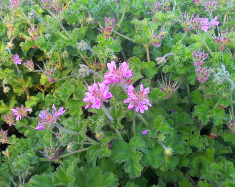 Rose Scented Geranium photo 5