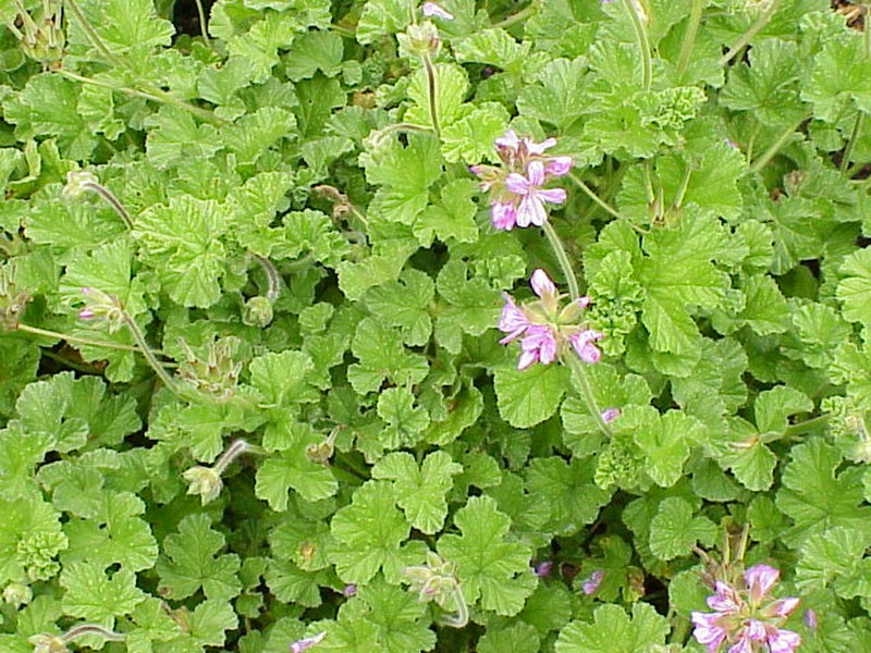 Rose Scented Geranium