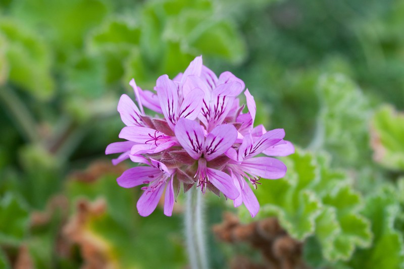 Rose Scented Geranium photo 2