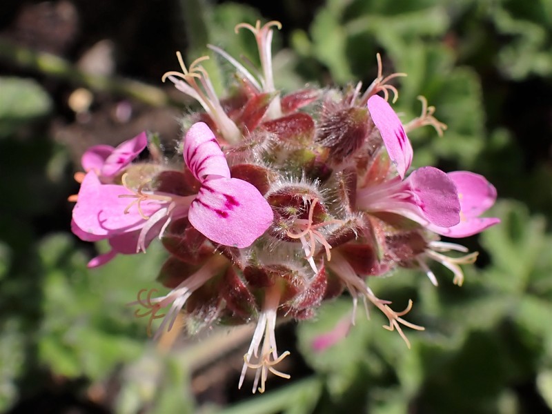 Rose Scented Geranium photo 3