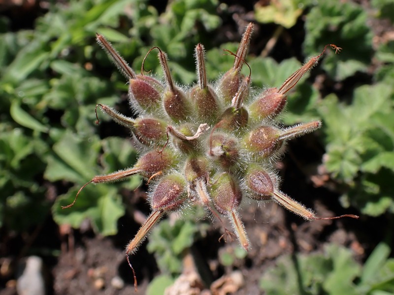 Rose Scented Geranium photo 4