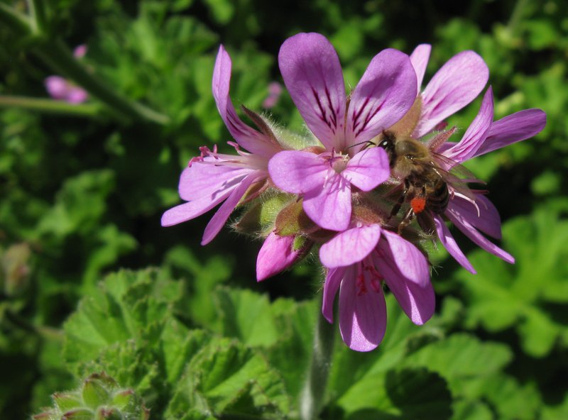 Rose Scented Geranium photo 6