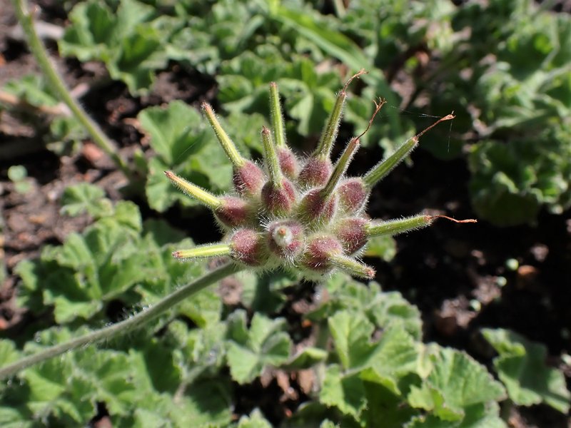 Rose Scented Geranium photo 7