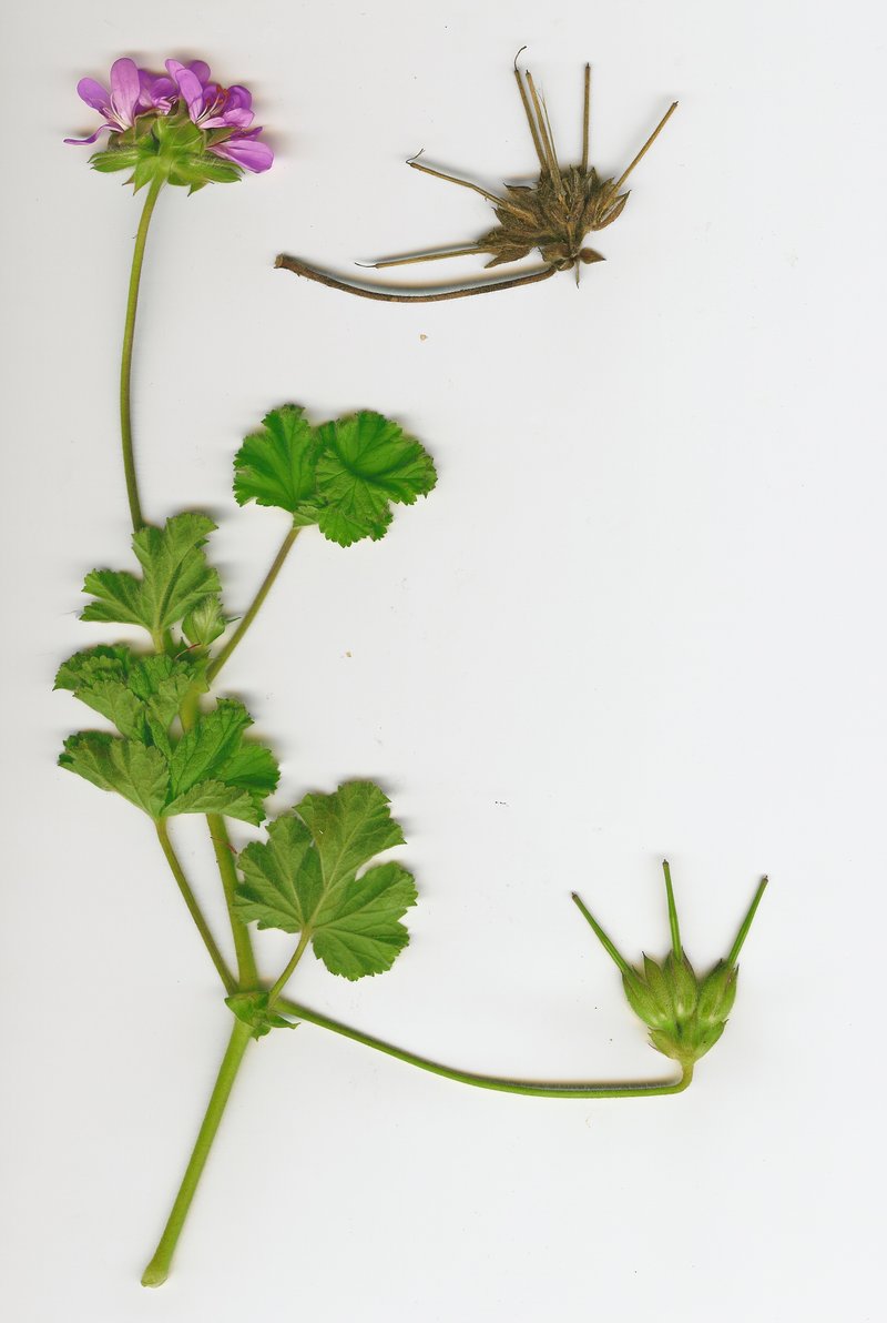 Rose Scented Geranium photo 8