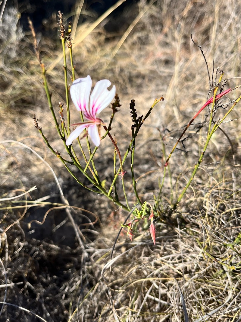 Pelargonium caucalifolium subsp. caucalifolium photo 2