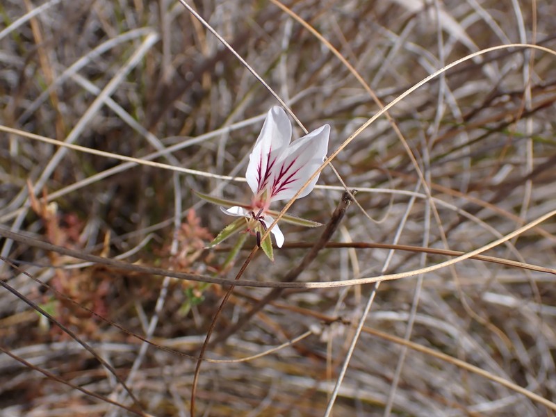 Pelargonium caucalifolium subsp. caucalifolium photo 3