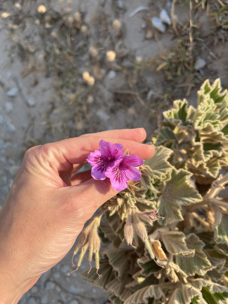 Pelargonium cucullatum subsp. cucullatum