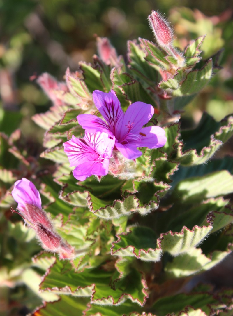Pelargonium cucullatum subsp. cucullatum photo 2
