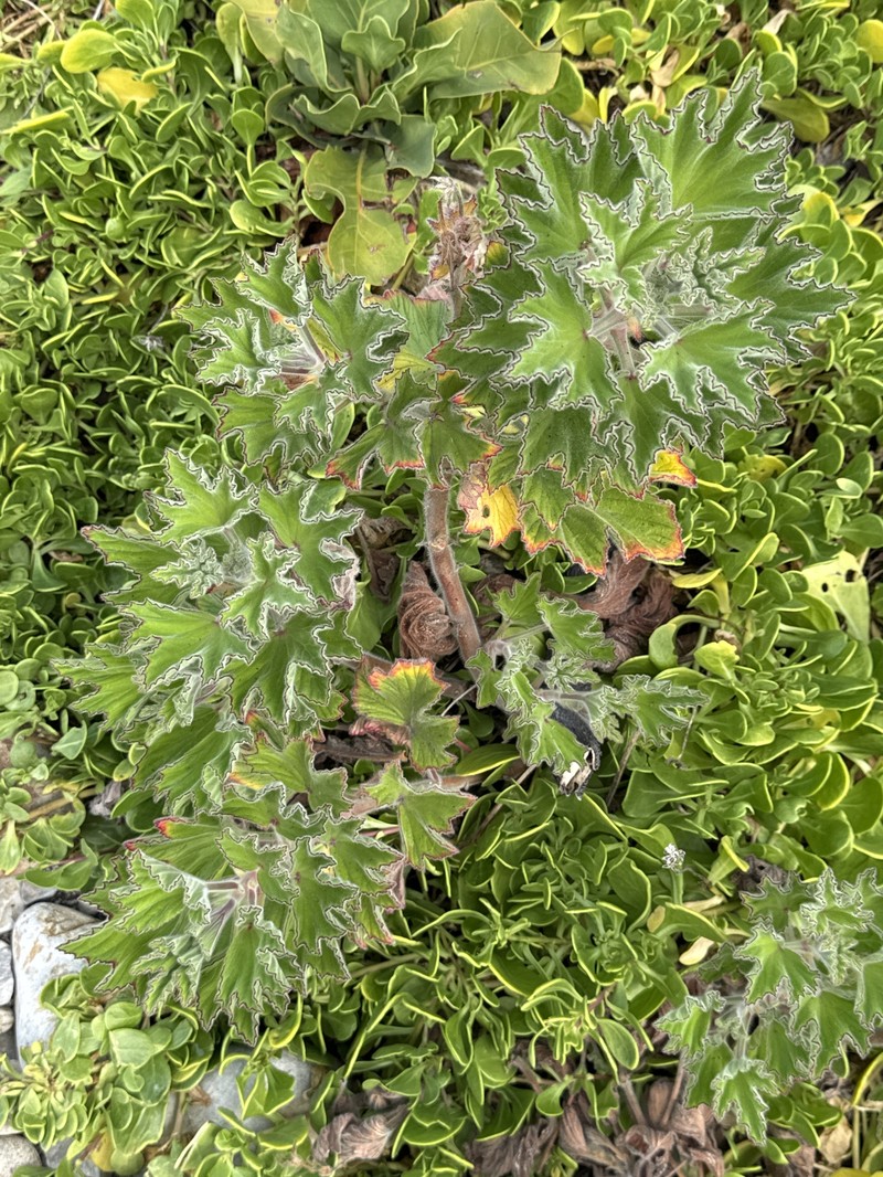 Pelargonium cucullatum subsp. cucullatum photo 3