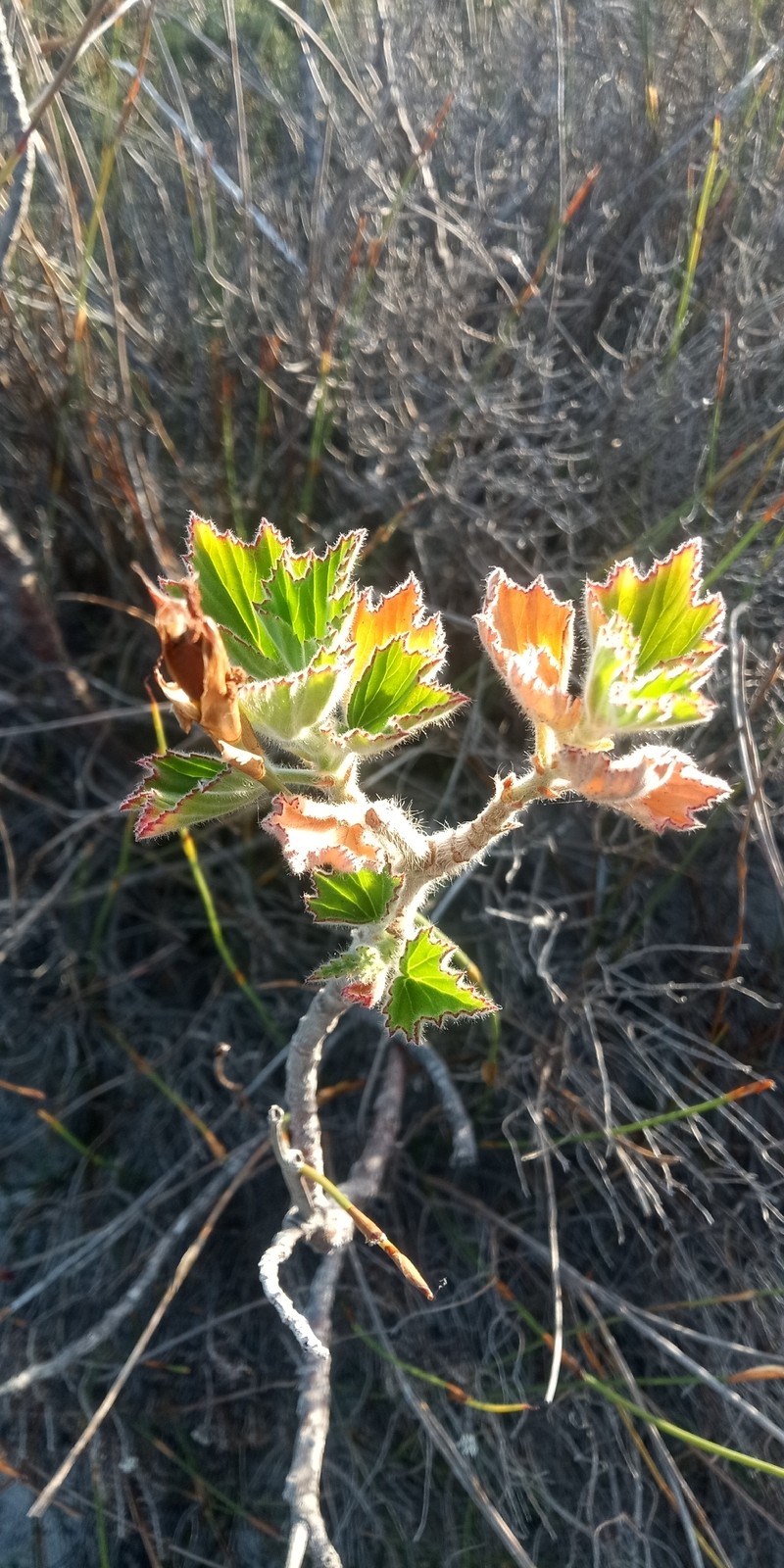 Pelargonium cucullatum subsp. cucullatum photo 4