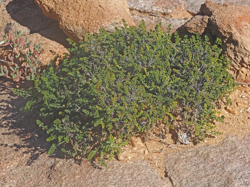 Pelargonium dasyphyllum photo 4