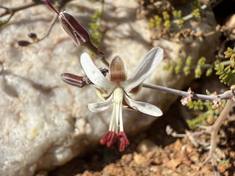 Pelargonium dasyphyllum photo 6