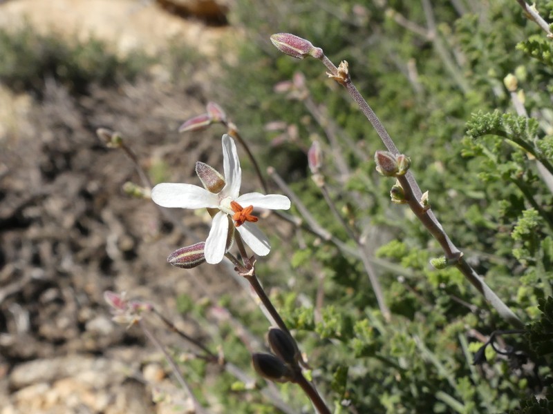 Pelargonium dasyphyllum photo 7