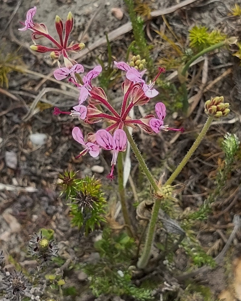 Pelargonium dipetalum subsp. dipetalum