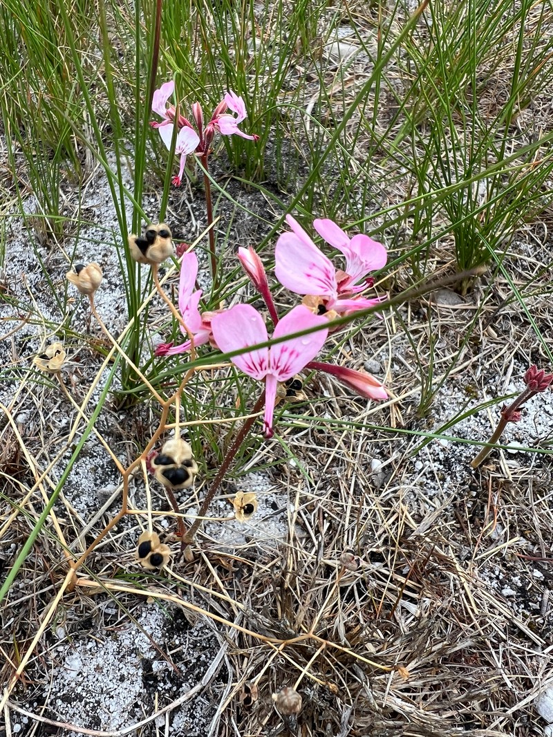 Pelargonium dipetalum subsp. dipetalum photo 2