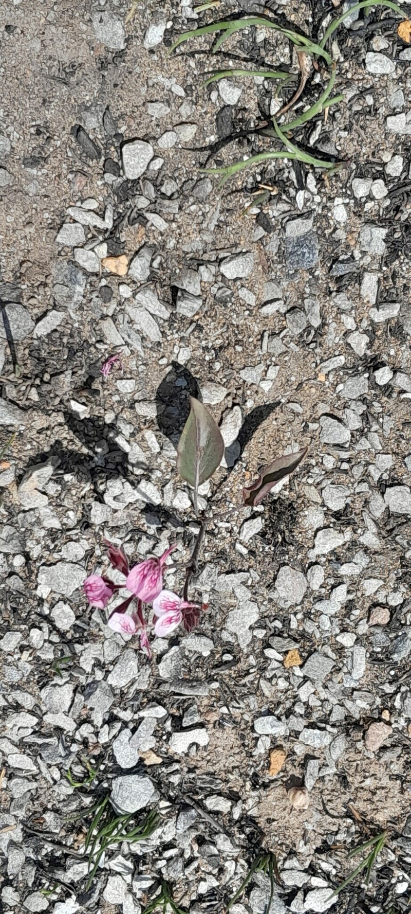 Pelargonium dipetalum subsp. dipetalum photo 3