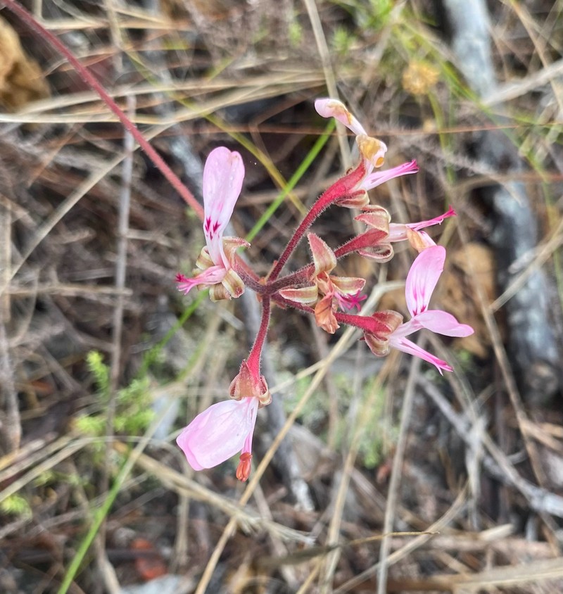 Pelargonium dipetalum subsp. dipetalum photo 4
