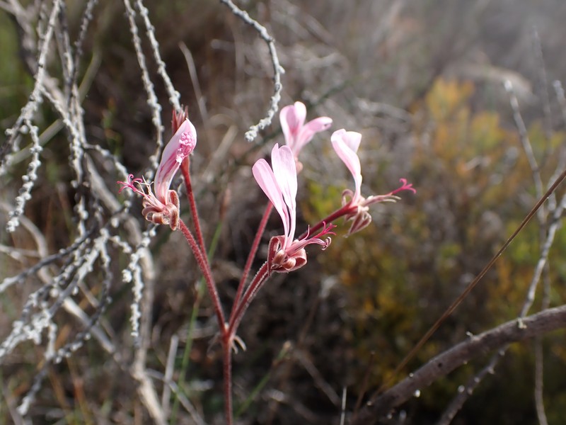 Pelargonium dipetalum subsp. stenosiphon photo 3