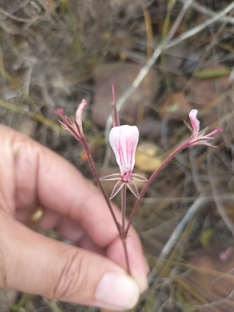 Pelargonium dipetalum subsp. stenosiphon photo 4