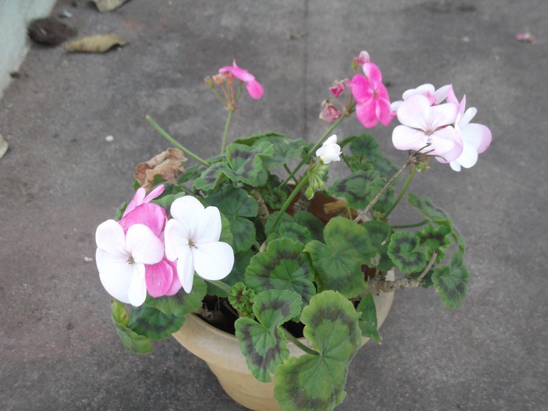 Regal Pelargonium photo 2