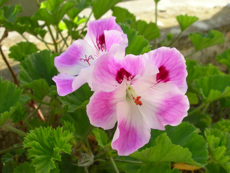 Regal Pelargonium