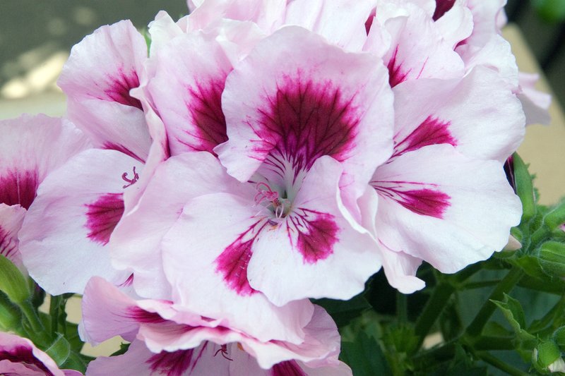Regal Pelargonium photo 3
