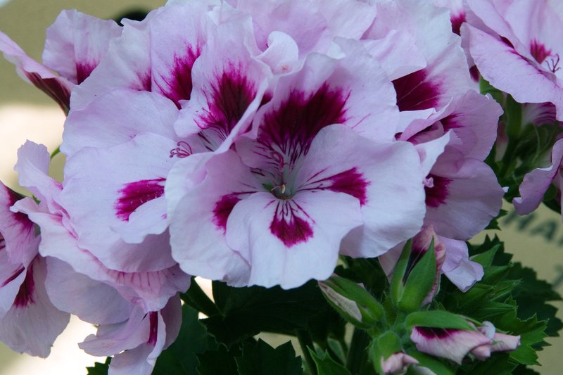 Regal Pelargonium photo 4