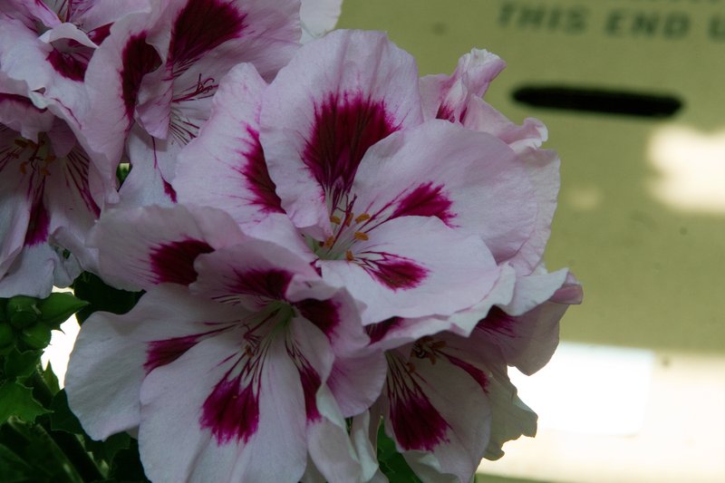 Regal Pelargonium photo 5